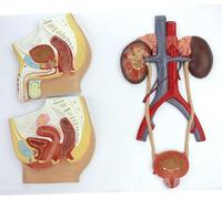 Ryanong Anatomia umana Cateterizzazione della vescica Modello del sistema urinario renale Modello renale Modello artero-venoso Modello del sistema genito-urinario maschile e femminile per aiuto