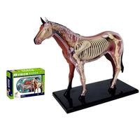 Ryanong Modello anatomico del cavallo di visione 4D - Ausili didattici Simulazione Animale Dettagliato Organo per Medico e Apprendimento
