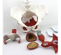 Ryanong Modello anatomico del pavimento pelvico femminile, modello anatomico del bacino femminile e del perineo con organi rimovibili, regalo medico di formazione ginecologica e forniture di