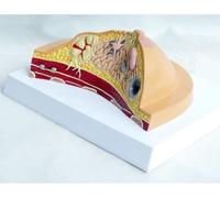 Ryanong Modello anatomico del seno, modello anatomico della struttura del profilo del seno femminile, modello anatomico della malattia del cancro patologico del seno a sezione trasversale modello