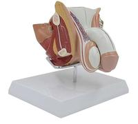 Ryanong Modello anatomico della struttura dell'organo genitale maschile con base, modello di anatomia del sistema riproduttivo maschile, strumento di dimostrazione dell'insegnamento della sezione