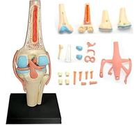 Ryanong Modello anatomico dell'articolazione del ginocchio umano, modello 4D dell'articolazione del ginocchio umano 23 parti staccabili Modello di insegnamento medico per l'educazione medica. ?
