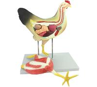 Ryanong Modello anatomico di pollo, campione di scheletro 4D con marcatura digitale 39, altamente simulato e anatomia 1:1, design della visione e parti staccabili, per insegnamento medico di biologia