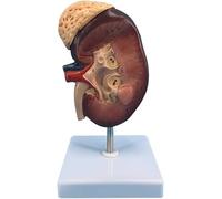 Ryanong Modello del rene umano, anatomia del modello del rene con ingrandimento 2 volte con struttura anatomica accurata e texture chiara e etichetta digitale per osservare il modello di insegnamento.