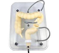 Ryanong Modello dell'esame della colonscopia Modello dell'intestino, Modello medico del colon modello morbido di addestramento della colonscopia virtuale per la formazione medica infermieristica.