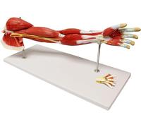 Ryanong Modello di anatomia del braccio muscolare, a grandezza naturale del braccio umano modello anatomico del muscolo 71 cm modello del braccio sinistro 7 pezzi modello anatomia della spalla modello