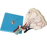 Ryanong Modello di anatomia polmonare modello di organo umano, modello lobulo polmonare umano, strumento didattico modello respiratorio medico modello polmonare, un totale di 25 segni digitali, per lo