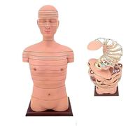 Ryanong Modello di anatomia trasversale del busto umano e del cervello, modello di insegnamento dell'imaging con identificazione digitale, 24 ° piano in totale, modello toracico umano, TC, modello