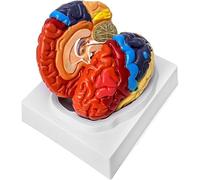 Ryanong Modello di cervello con zona di colore umano, regalo medico, modello anatomico di neuroscienze in 2 parti, modello di amigdala del cervello staccabile per insegnare scienze in aula di