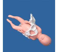 Ryanong Modello di consegna del bacino femminile, modello di bacino dimostrativo a grandezza naturale del parto, modello medico ostetrico con sinfisi e pubico pelvico per educazione scientifica