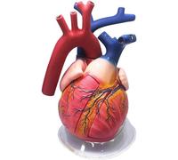 Ryanong Modello di cuore umano ingrandito 4X, modello anatomico del cuore modello anatomico dell'organo umano modello di cuore, modello di insegnamento umano medico per insegnamento di visualizzazione