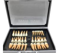 Ryanong Modello di denti dentali, 32 pezzi 2,5 volte modello di denti permanenti a due colori per l'istruzione, modello dimostrativo dei denti per la comunicazione, l'apprendimento e il laboratorio
