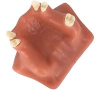 Ryanong Modello di formazione dell'impianto dentale, modello di pratica di sollevamento del seno mascellare dentale Modelli di educazione dentale, modello di addestramento dei denti mancanti della