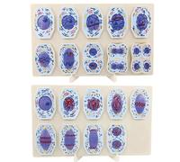 Ryanong Modello di mitosi e meiosi delle cellule vegetali e delle cellule animali, tassonomia della struttura cellulare Divisione cellulare Modello di visualizzazione della fase per dimostrazione di