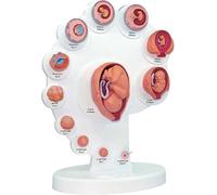 Ryanong Modello di processo di crescita dell'organo del feto 4D, modello di sviluppo fetale umano anatomico, modello di sviluppo dell'embrione uterino del feto Modello di anatomia umana per fornitura