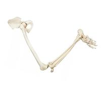 Ryanong Modello di scheletro umano degli arti inferiori, modello anatomico medico di scheletro della gamba umana, modello a grandezza naturale degli arti inferiori per l'istruzione standard medica.