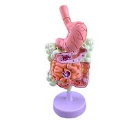 Ryanong Modello di scienza educativa Minified Human Large Intestino Stomaco Patologia Modello Disco Laboratorio Learning Equipment