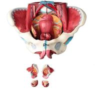 Ryanong Modello pelvico femminile umano con muscoli del pavimento pelvico modello perineo, 4 parti di organi rimovibili, scheletro umano a grandezza naturale attrezzature educative mediche per