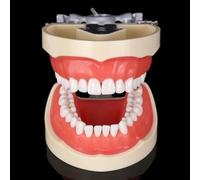 Ryanong Modello Typodont dentale con 32 denti rimovibili, modello dimostrativo standard per adulti, modello di spazzolatura dei denti, modello anatomico per insegnamento dentale o cura orale.