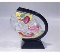Ryanong Modello utero trasparente, modello anatomico della struttura uterina visibile femminile, cavità pelvica addominale modello di insegnamento del retto dell'ovaio della vescica addominale per