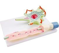 Ryanong Neurone Umano Tempi Allargati Modello Di Anatomia Del Sistema Nervoso, Corpo Delle Cellule Neuronali E Modello Di Struttura Della Fibra Nervosa Per Strumenti Di Insegnamento Di Scienze Mediche