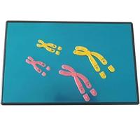 Ryanong Set di modelli di visualizzazione del cromosoma magnetico, cambiamenti cromosomici meiosi modello componente strumento didattico biologia, modello di insegnamento di biologia.
