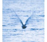 Ryo Fukui – Mellow Dream – CD