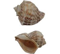 RYRYR Grandi Conchiglie di Mare Naturali, Decorazioni for la Stanza costiera, Decorazioni for capesante, Acquario for la creazione di Conchiglie, granchi eremiti, 2 Pezzi, Turbo Seashell Hermit House
