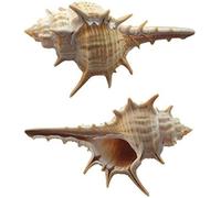RYRYR Grandi Conchiglie di Mare Naturali, Decorazioni for la Stanza costiera, Decorazioni for capesante, Acquario for la creazione di Conchiglie, granchi eremiti, 2 Pezzi, Turbo Seashell Hermit House