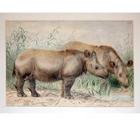 RZHRHJES Dipinto Astratto Decorativo Tela Immagini Stampe Immagine Rinoceronte dalle orecchie pelose di Wolf per Decorazioni per la Casa 60x90cm