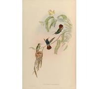 RZHRHJES Pittura su Tela di Paesaggio Riproduzione Dipinto Stampe da Parete Per Quadri Animale Uccello Hylocharis Sapphirina di John Gould per la Decorazione Della Parete 60x90cm