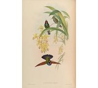 RZHRHJES Pittura su Tela di Paesaggio Riproduzione Dipinto Stampe da Parete Per Quadri Animale Uccello Lamprolaima Rhami di John Gould per la Decorazione Della Parete 60x90cm