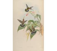 RZHRHJES Quadro su Tela Murale Tela Nordico Pittura Animale Uccello Glaucis Ruckeri Threnetes Ruckeri Ventosus di John Gould per L'arredamento Della Camera da Letto 60x90cm