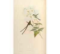 RZHRHJES Quadro su Tela Murale Tela Nordico Pittura Animale Uccello Lesbia Gracilis Lesbia Nuna Gracilis di John Gould per L'arredamento Della Camera da Letto 60x90cm
