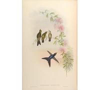 RZHRHJES Quadro su Tela Murale Tela Nordico Pittura Animale Uccello Ramphomicron Microrhynchum di John Gould per L'arredamento Della Camera da Letto 60x90cm