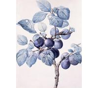 RZHRHJES Tela Immagini Stampe Immagine il ramo di un susino che porta frutti con una vespa che beve acqua su una foglia di Pierre Redouté per Decorazioni per la Casa 60x90cm