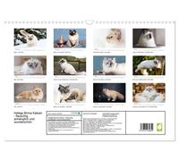 Sacred Burmese cats - fluffy, affectionate and beautiful (Wall Calendar 2027 DIN
