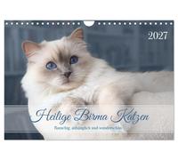 Sacred Burmese cats - fluffy, affectionate and beautiful (Wall Calendar 2027 DIN