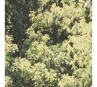 Sadness Circle Of Veins (Cassette)