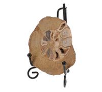 SAFIGLE Ammonite Modello Decorativo Fossile Originale con Supporto Esemplare Geologico Educativo per Tavolo Collezione e Apprendimento Scientifico