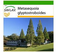 SAFLAX - Abete d'acqua - 60 semi - Con substrato - Metasequoia glyptostroboides