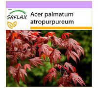 SAFLAX - Acero palmato rosso/Acero giapponese rosso - 20 semi - Acer palmatum atropurpureum