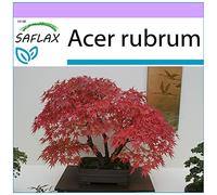 SAFLAX - Acero rosso - 20 semi - Acer rubrum