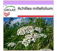 SAFLAX - Achillea millefoglie - 200 semi - Achillea millefolium