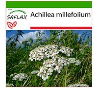 SAFLAX - Achillea millefoglie - 200 semi - Con substrato - Achillea millefolium