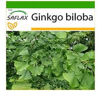SAFLAX - Albero dei ventagli - 4 semi - Con substrato - Ginkgo biloba