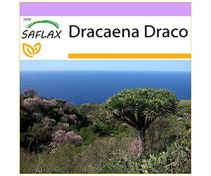 SAFLAX - Albero del drago - 5 semi - Dracaena Draco