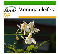 SAFLAX - Albero del rafano - 10 semi - Con substrato - Moringa oleifera