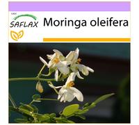 Saflax Moringa - 1 conf.