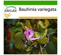 SAFLAX - Albero delle orchidee - 8 semi - Con substrato - Bauhinia variegata